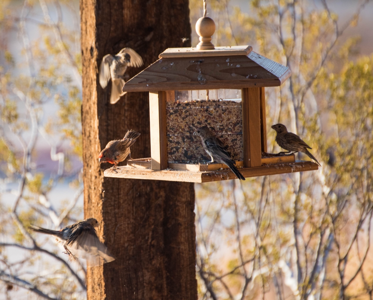 Finches - 20160727