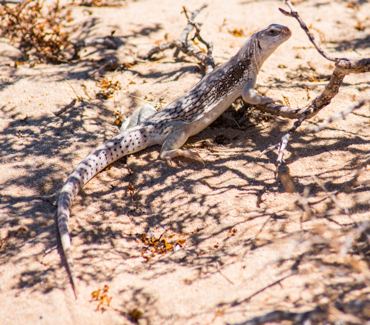 Iguana 20160710-2  