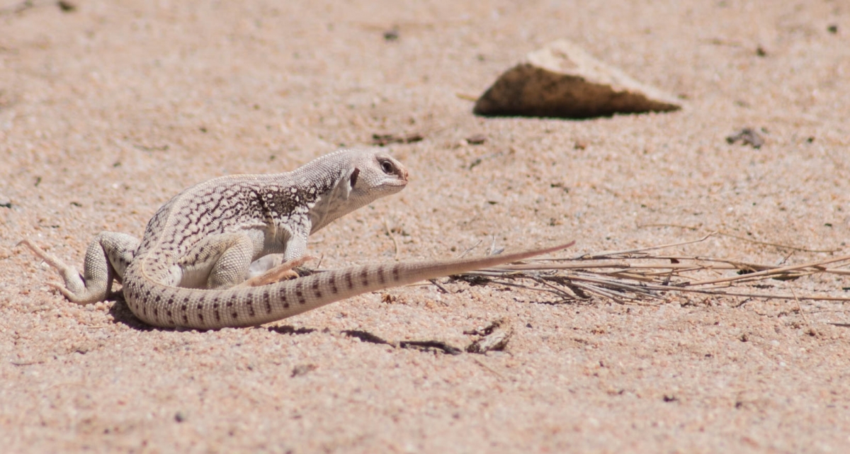 Iguana 20160710 - 1  